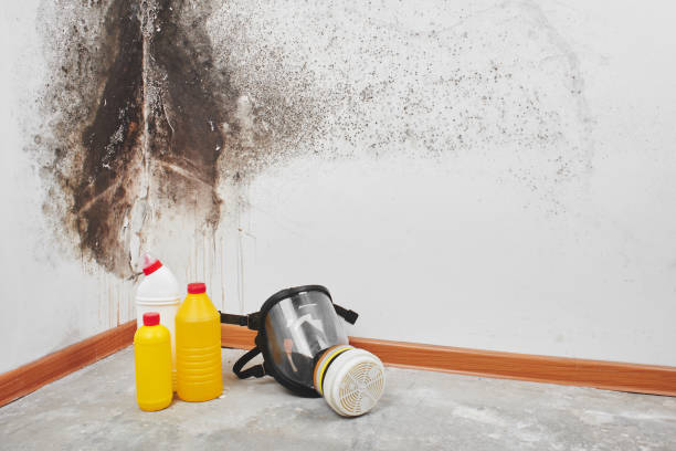 Best Mold Remediation  in Gouldtown, NJ