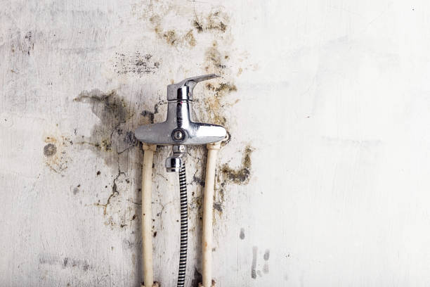 Best Home Mold Removal  in Gouldtown, NJ