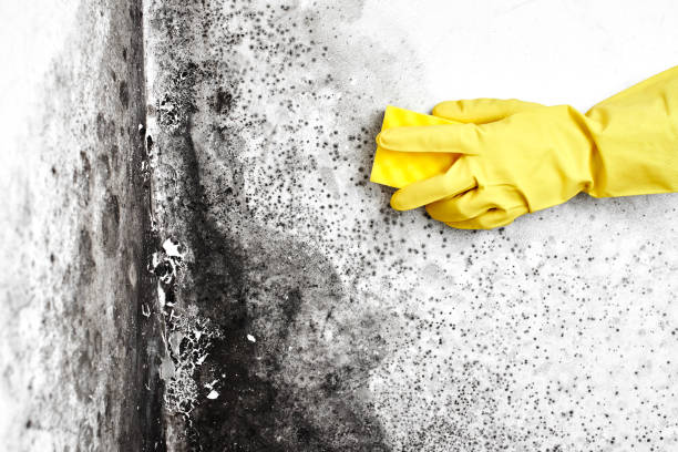 Best Same-Day Mold Removal  in Gouldtown, NJ