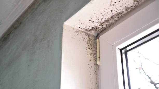 Best Local Mold Removal Service  in Gouldtown, NJ