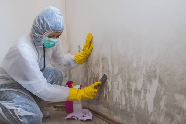 Best Certified Mold Removal  in Gouldtown, NJ