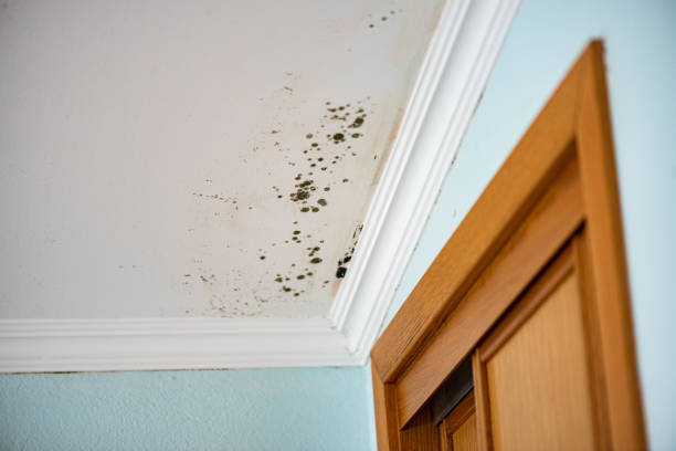 Best Best Mold Removal Companies  in Gouldtown, NJ