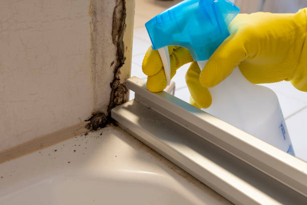 Best Mold Testing and Removal  in Gouldtown, NJ