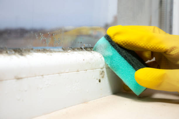Crawl Space Mold Removal in Gouldtown, NJ