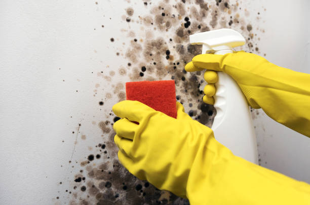 Best Same-Day Mold Removal  in Gouldtown, NJ