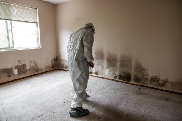 Best Fast Mold Removal  in Gouldtown, NJ