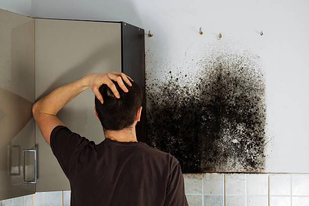 Best Toxic Mold Removal  in Gouldtown, NJ