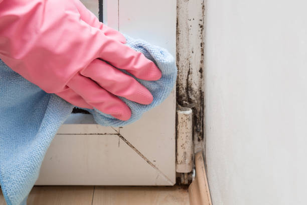 Best Office Mold Removal Services  in Gouldtown, NJ
